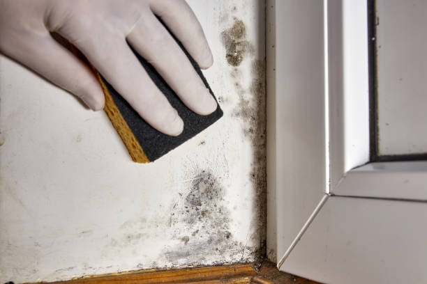  Cross Lanes, WV Mold Removal Pros