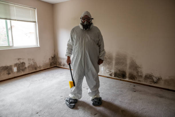 Best Black Mold Removal  in Cross Lanes, WV